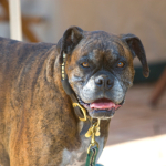 Bitten by dog while on smoke break: Will he get workers’ comp?